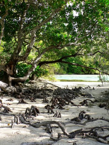 114- Racines  galopant dans la mangrove 